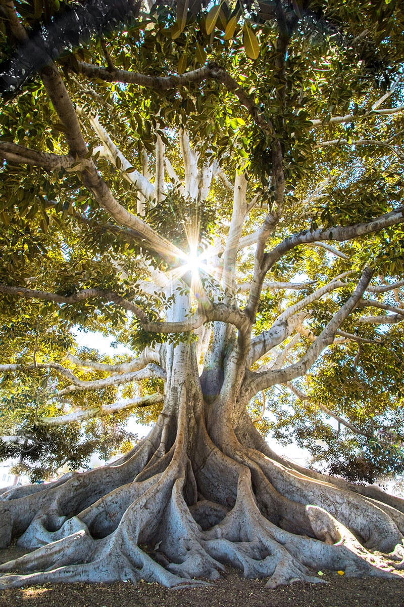 Mächtiger Baum mit ausladenden Ästen und freiliegenden, verzweigten Wurzeln; Sonnenstrahlen scheinen durch das dichte grüne Blätterdach.